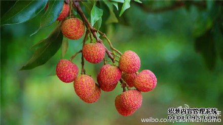 树上鲜红的荔枝 作者:草莓周末 图片来源:新浪微博 树上鲜红的荔枝 作者:草莓周末 图片来源:新浪微博